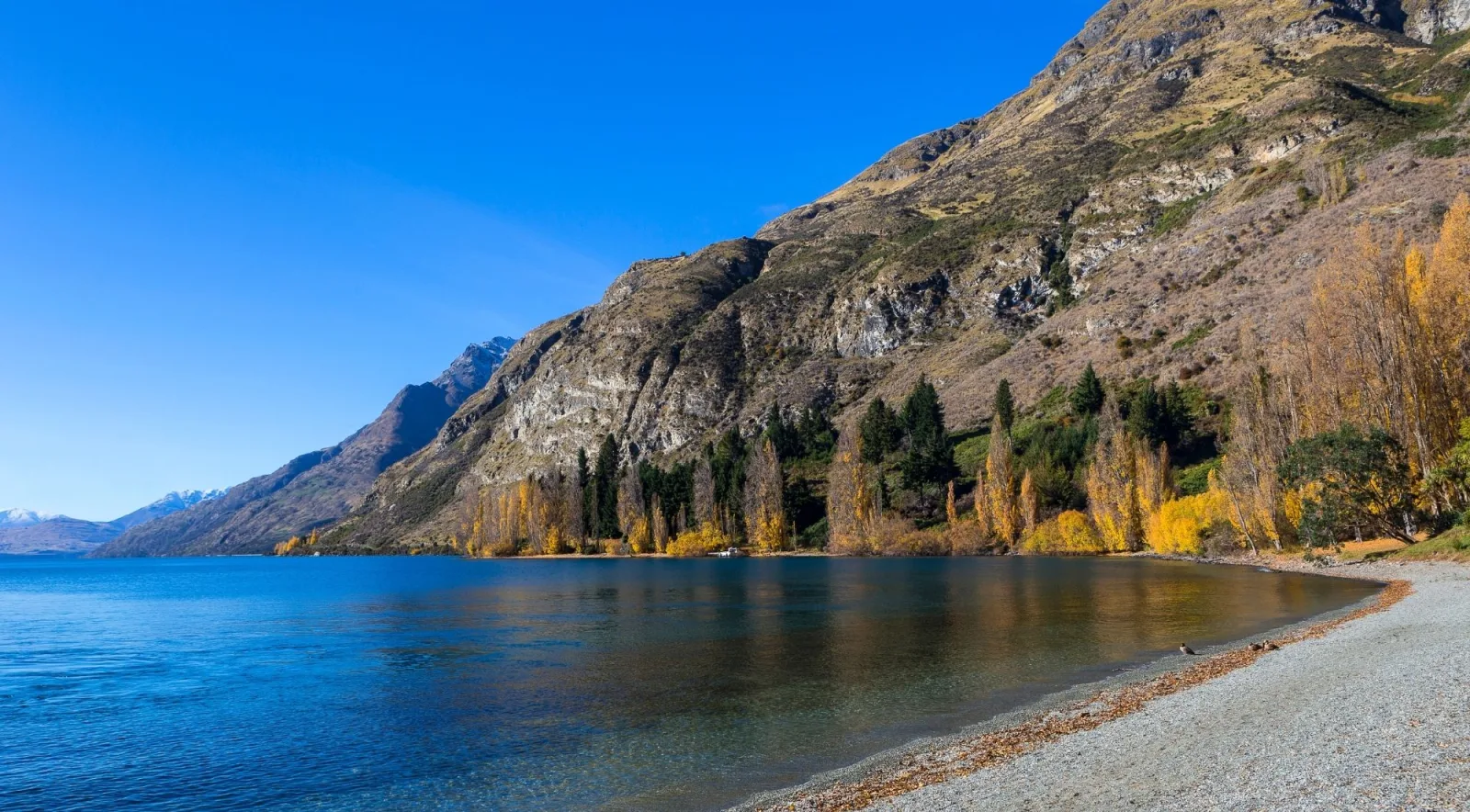 A shingle beach on Lake Whakatipu in autumn, poplars turned gold against the steep grey flanks of the Walter Peak range