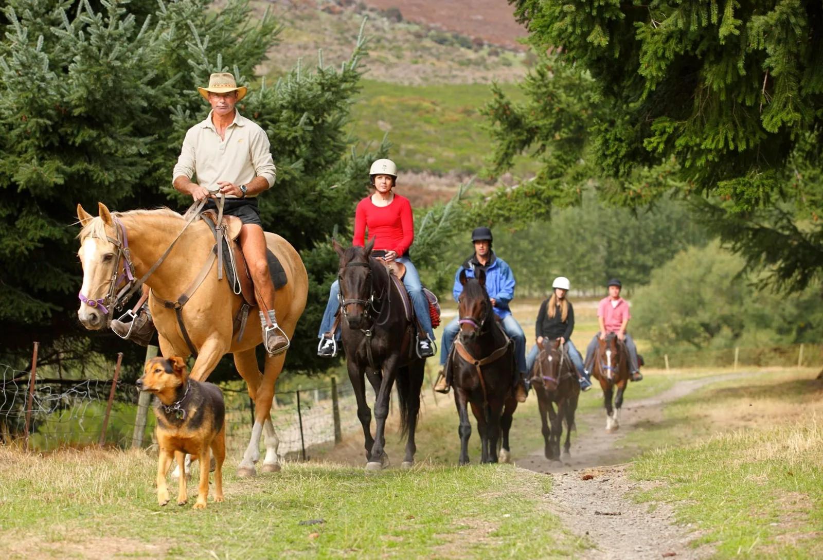 A guide leading a line of riders and two farm dogs along a tree-lined track at Walter Peak