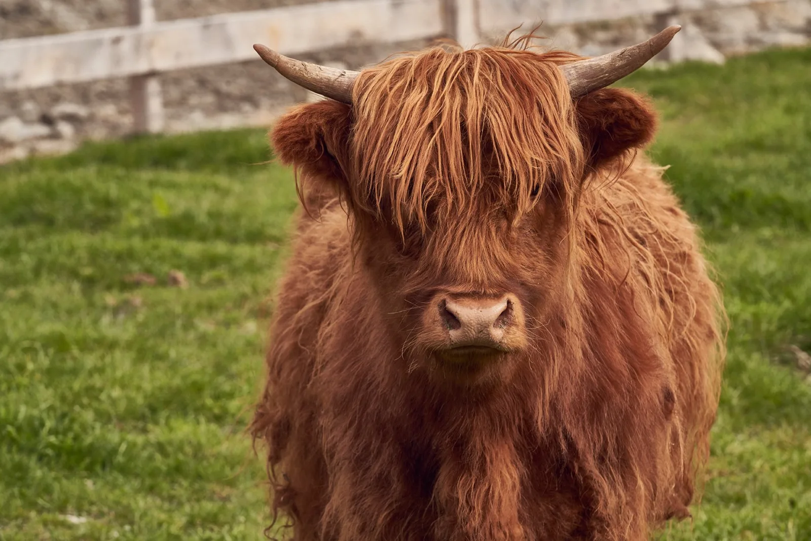 A Scottish Highland cow with long horns and a thick red coat in a Walter Peak paddock