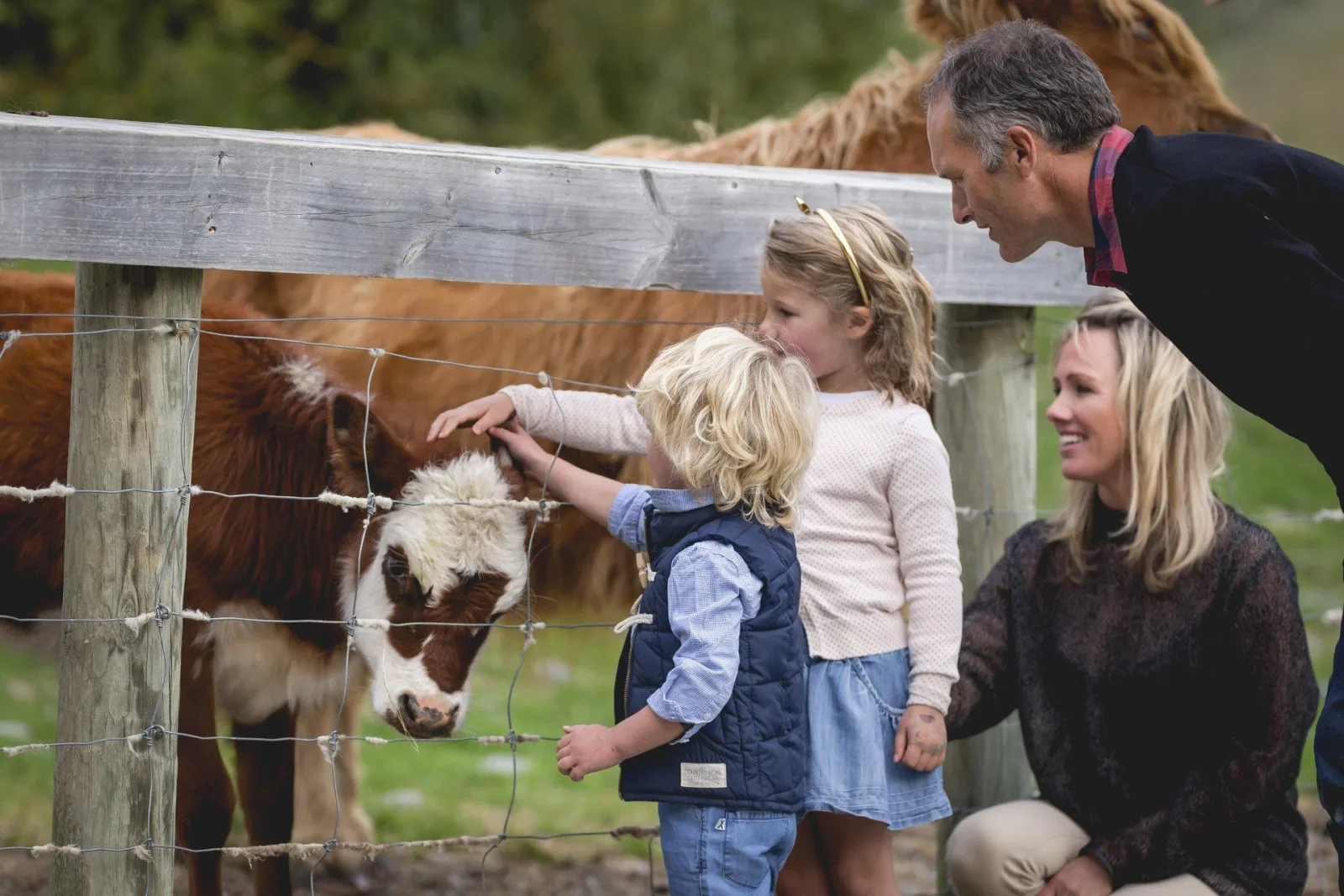 A family feeding a lamb and a Highland calf through the fence at the Walter Peak holding pens