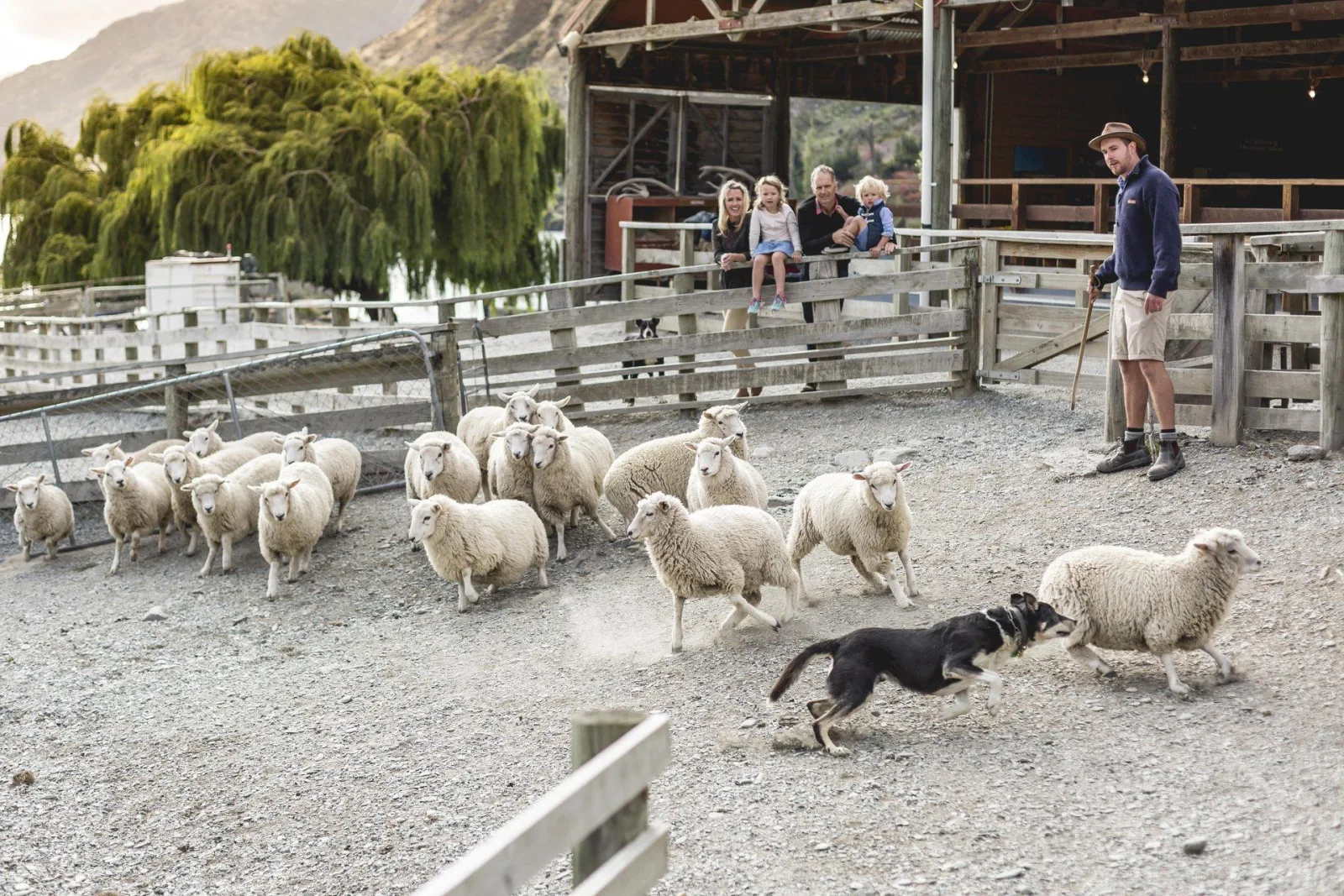 A farm dog driving a mob of sheep through the yards at Walter Peak while visitors watch from the rail